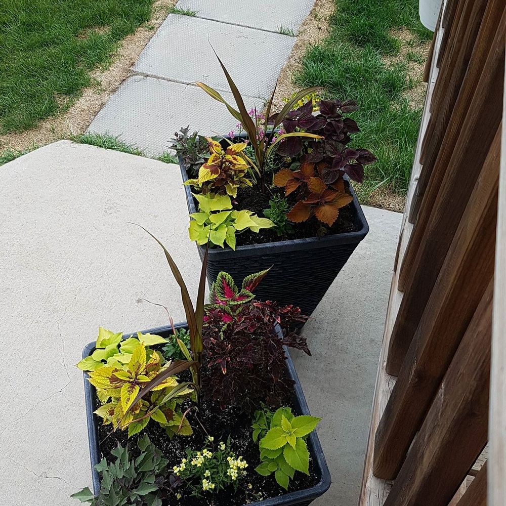 Meet your Posher, Izzy